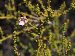 Слика од Eremophila parvifolia J. M. Black