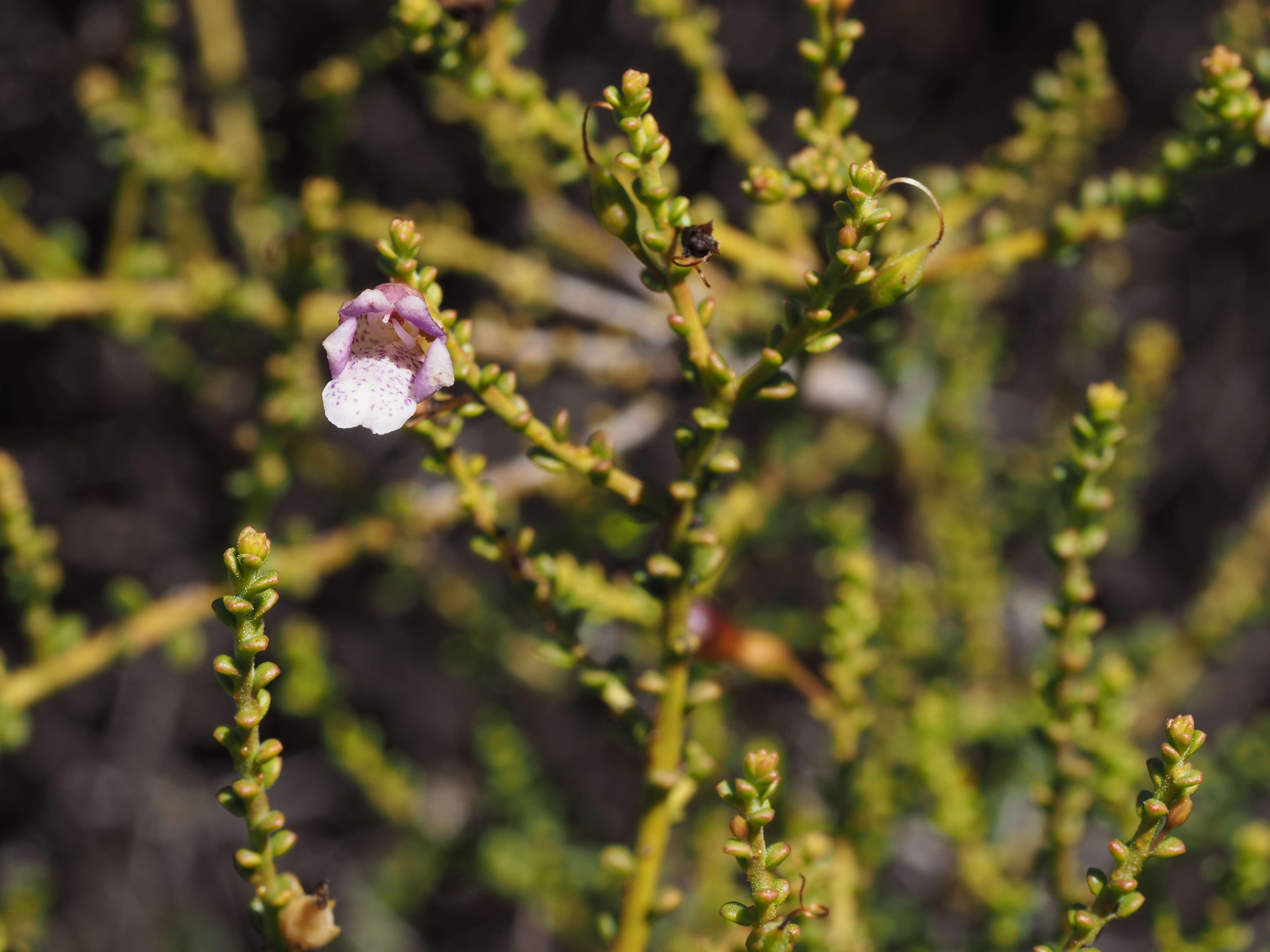 Слика од Eremophila parvifolia J. M. Black