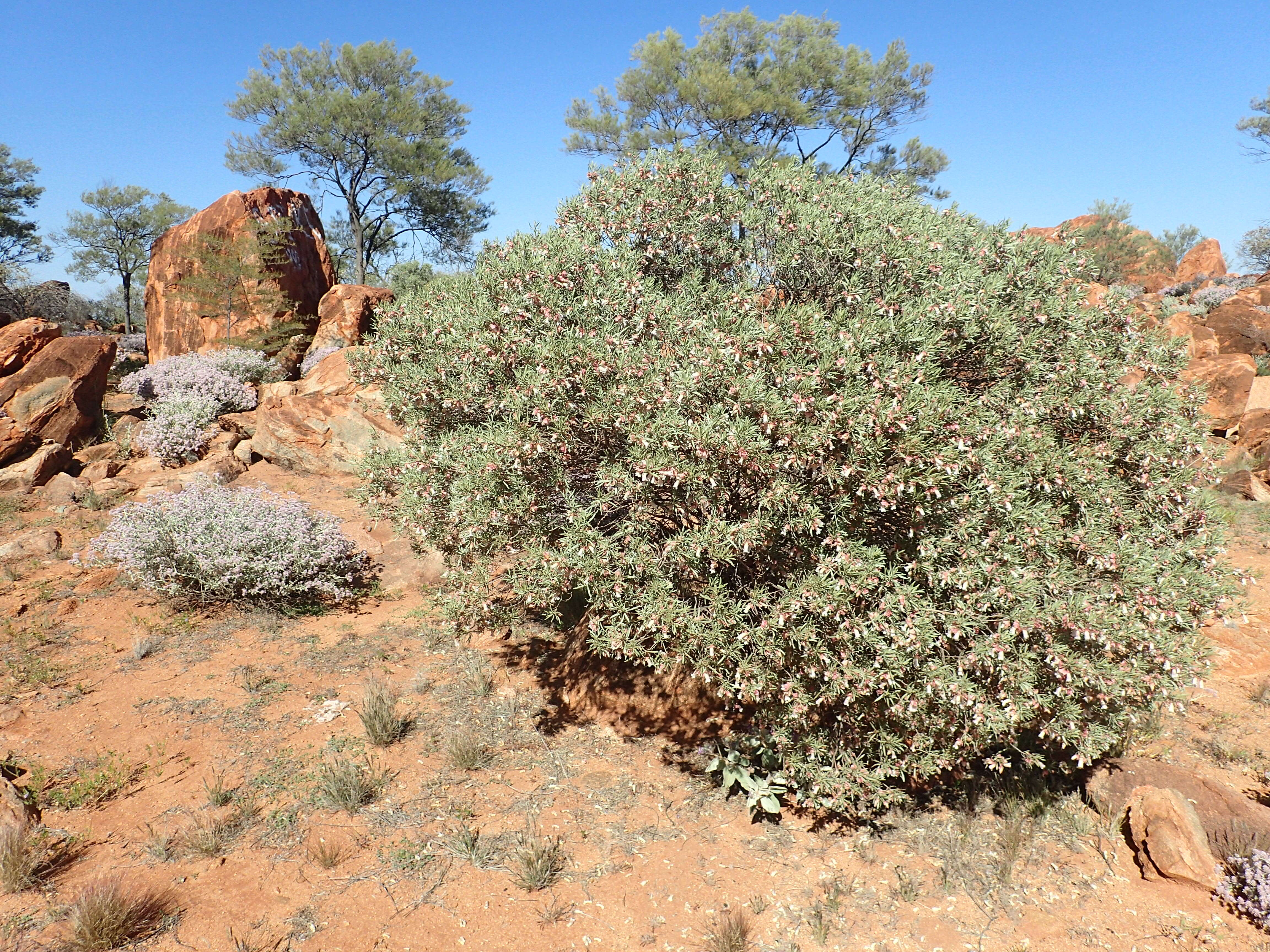 Image of Eremophila platycalyx F. Muell.