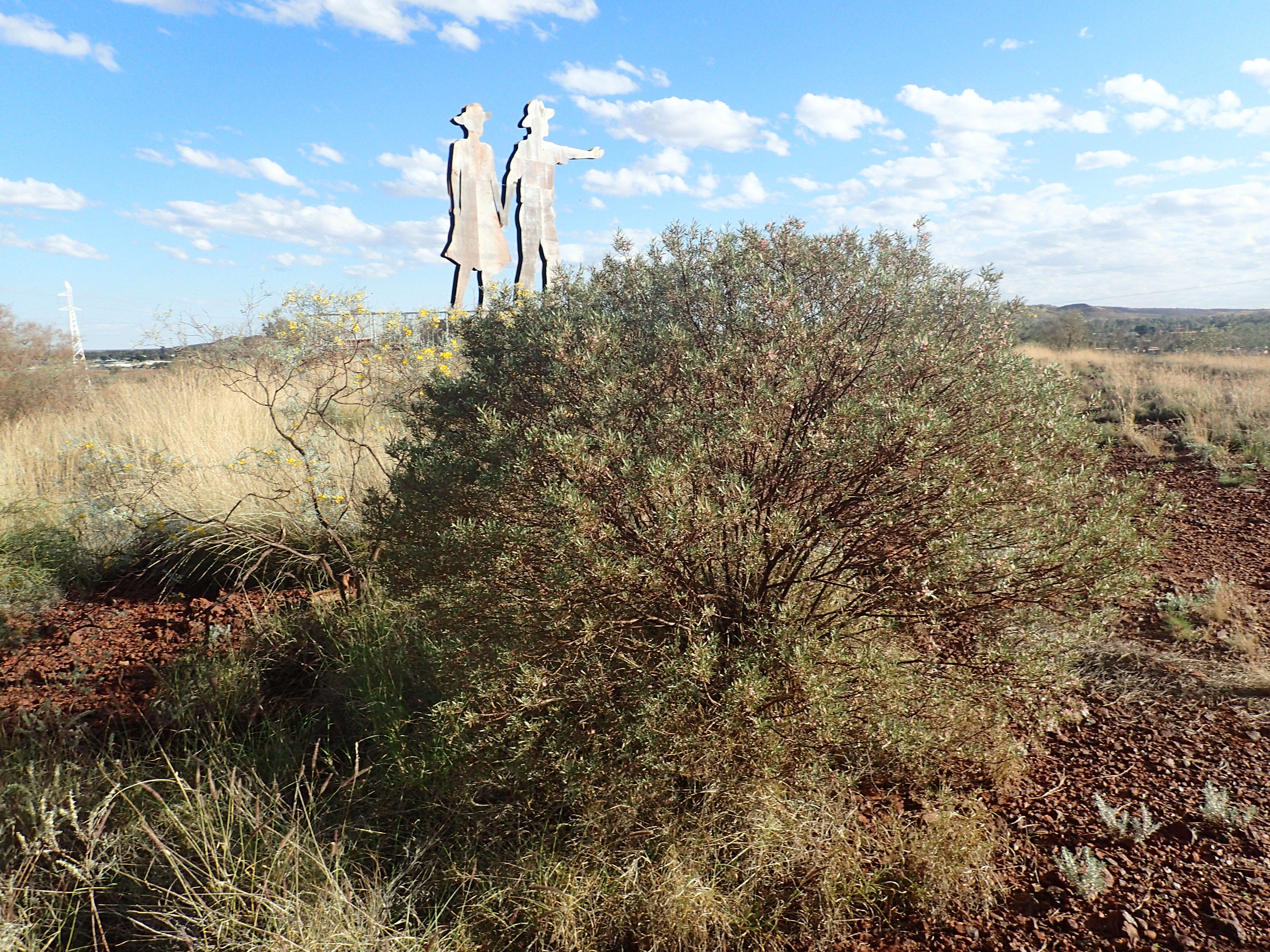 Image of Eremophila platycalyx F. Muell.