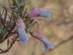 Image of Eremophila platycalyx F. Muell.