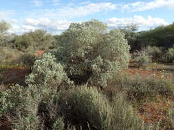 Eremophila pterocarpa Fitzg. resmi