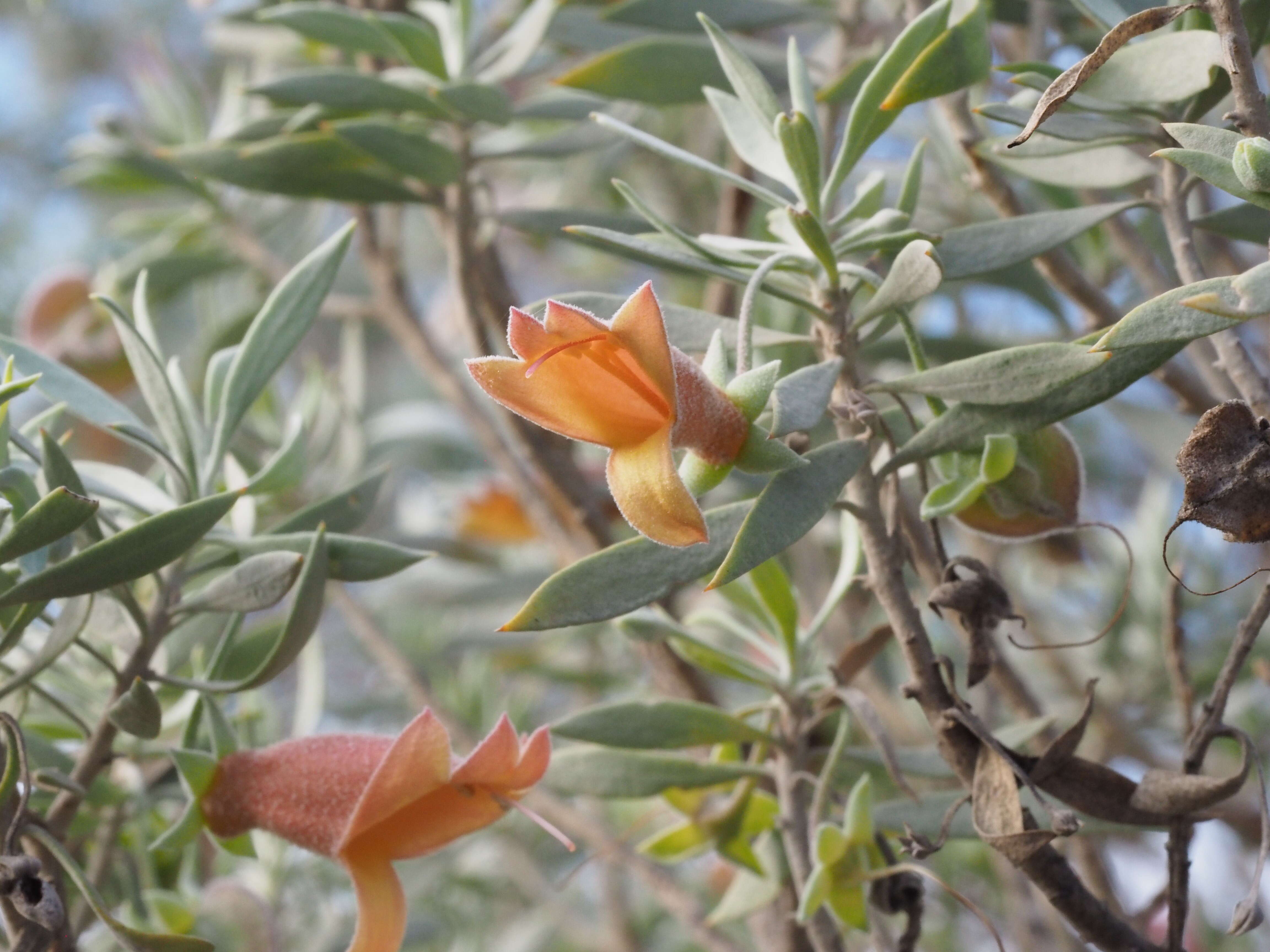 Eremophila pterocarpa Fitzg. resmi