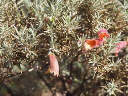 Eremophila pterocarpa Fitzg. resmi