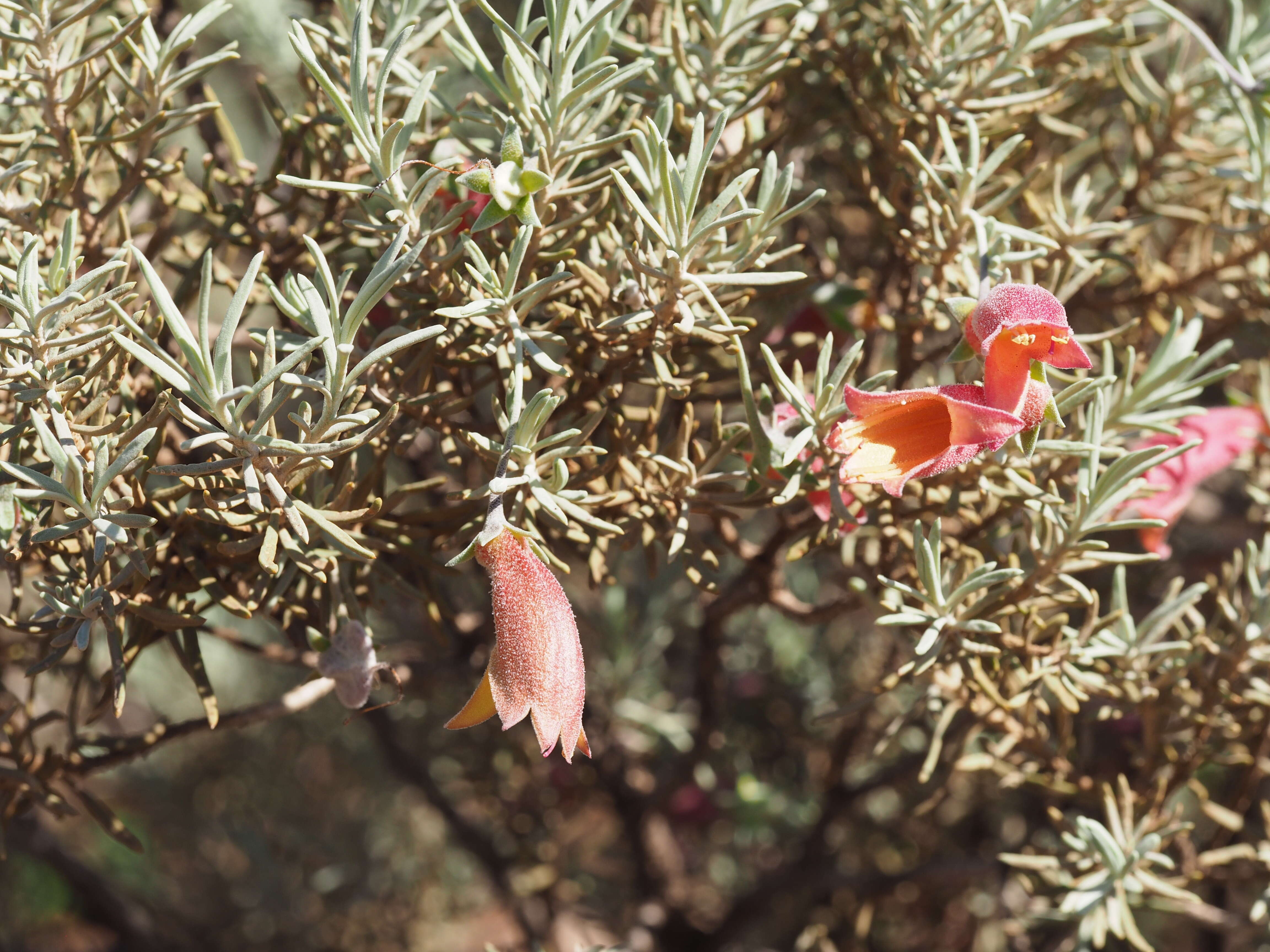 Eremophila pterocarpa Fitzg. resmi