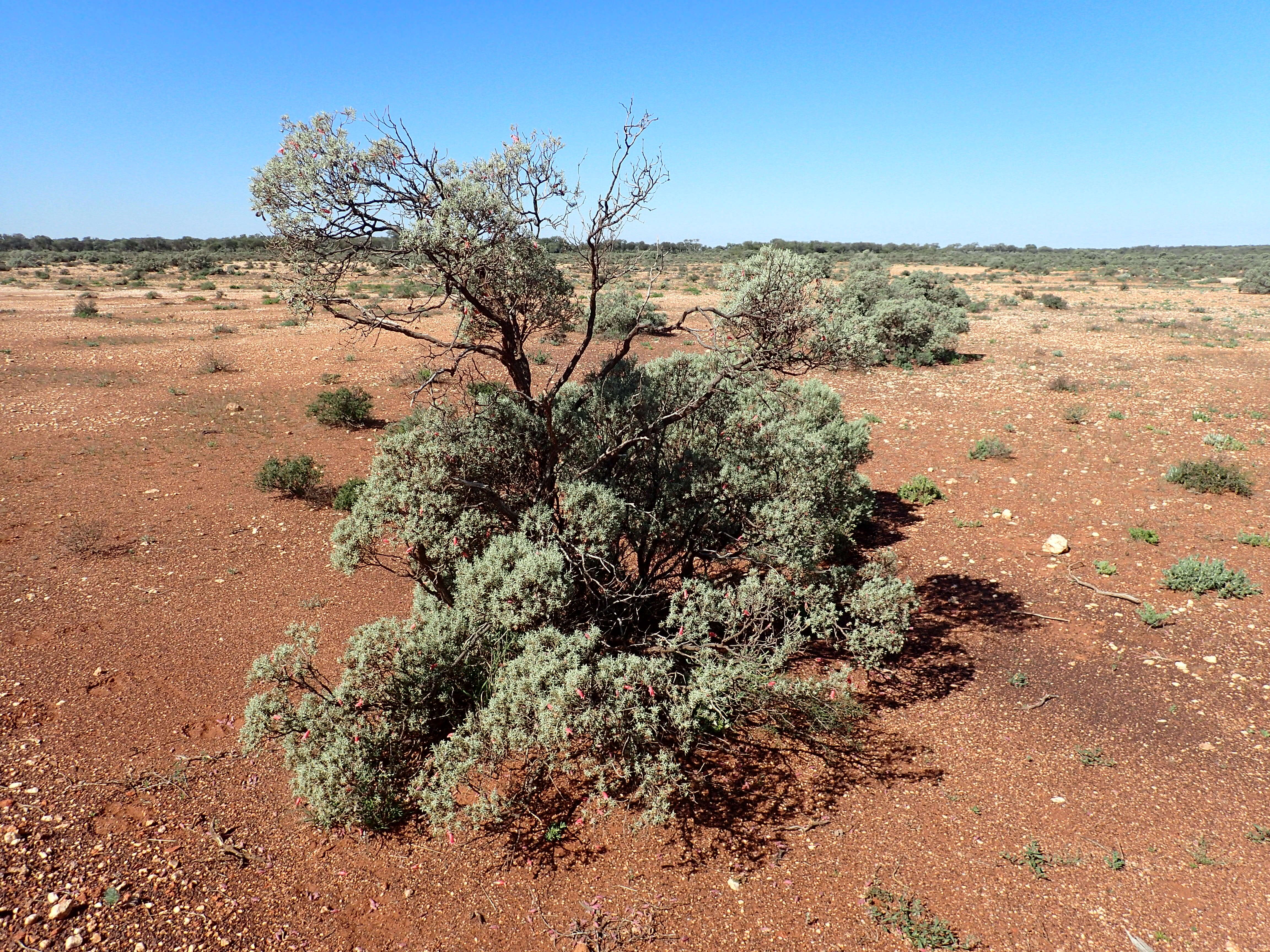 Eremophila pterocarpa Fitzg. resmi