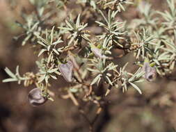 Eremophila pterocarpa Fitzg. resmi