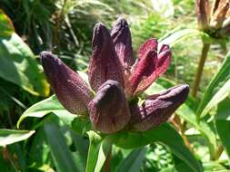 Image of Gentiana pannonica Scop.