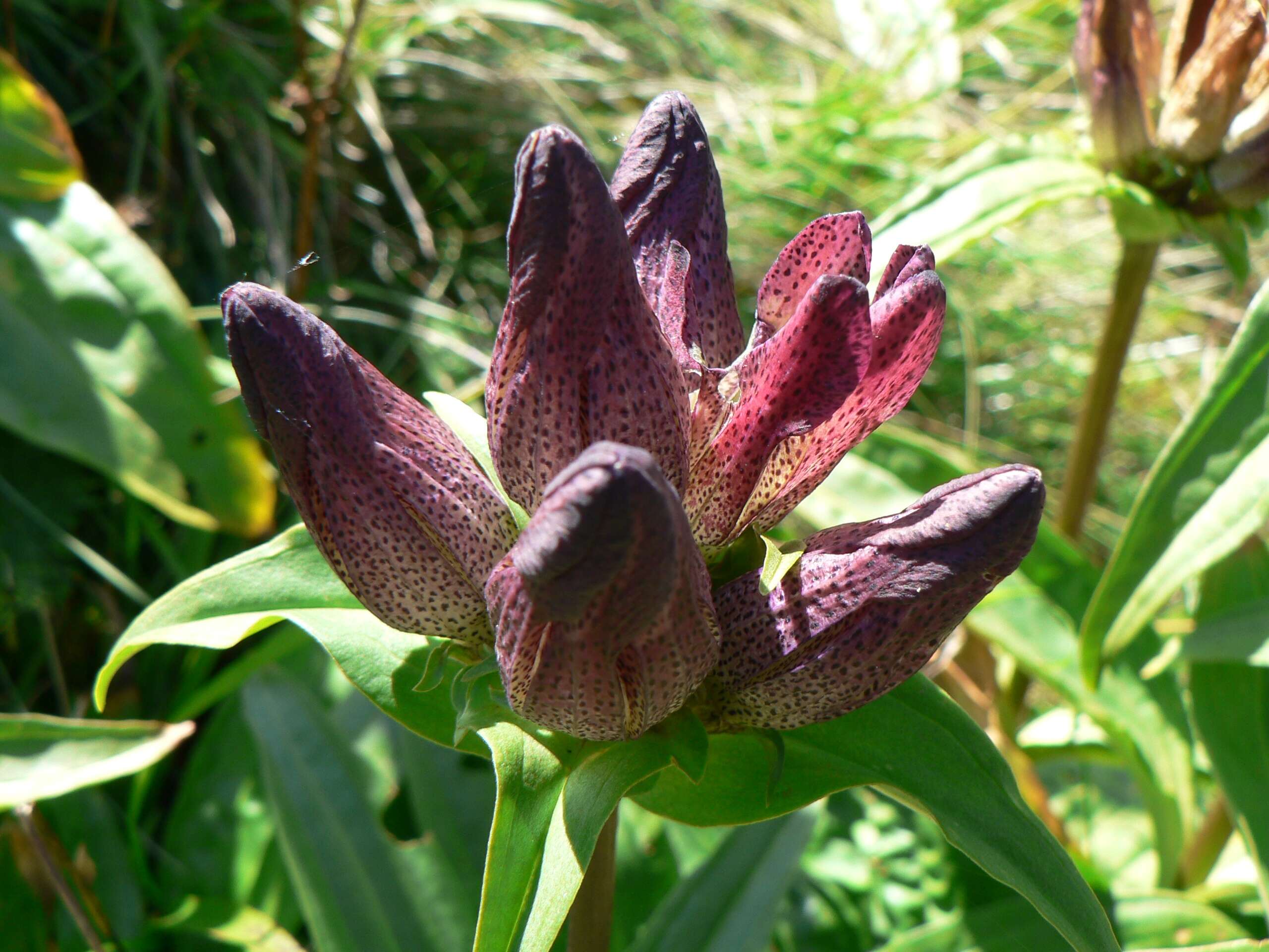 Image de Gentiana pannonica Scop.