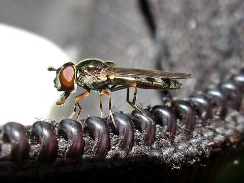 Image of <i>Platycheirus albimanus</i>