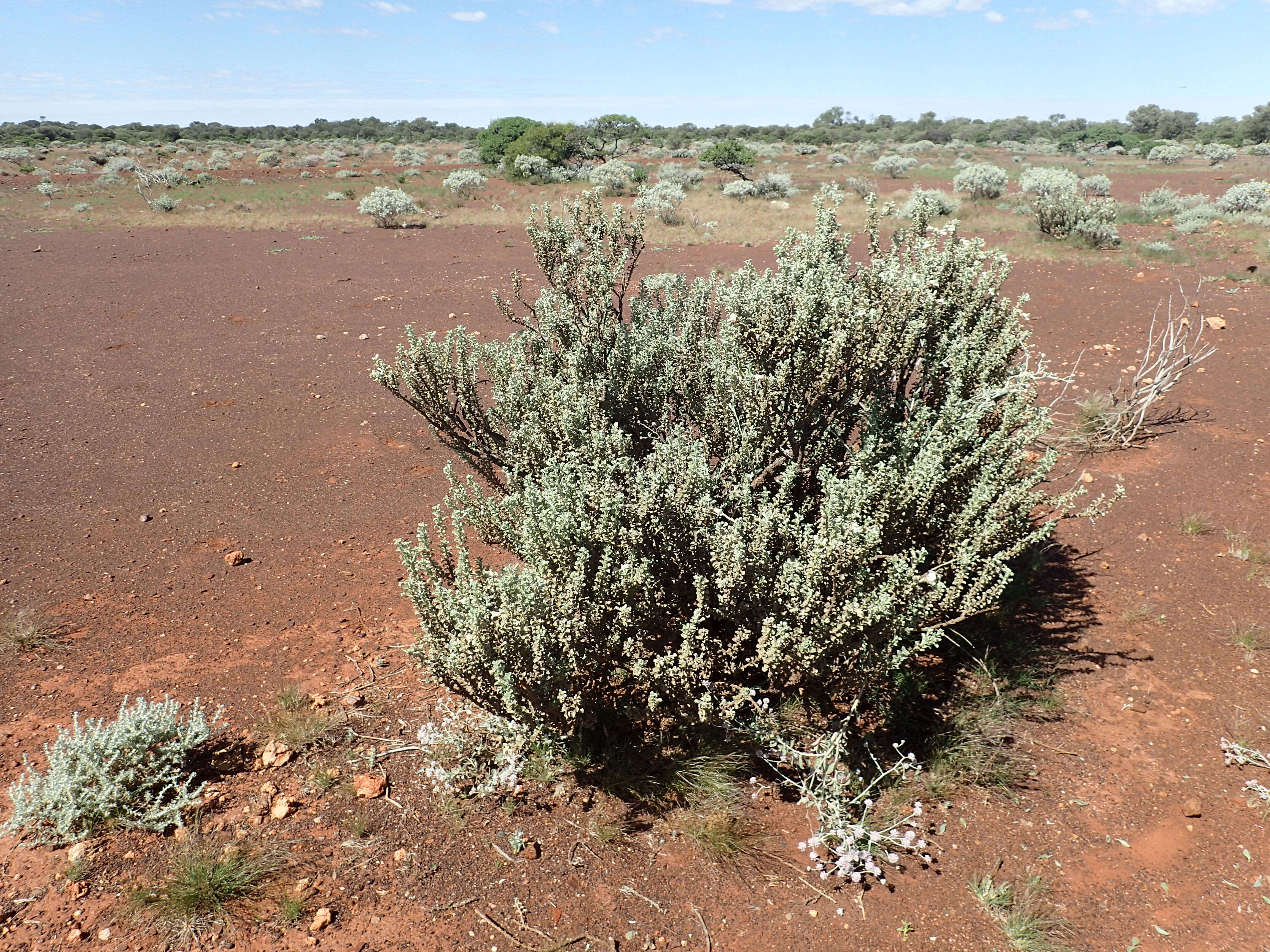 Imagem de Eremophila rigida Chinnock