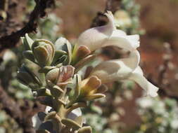 Imagem de Eremophila rigida Chinnock