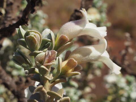 Image of Eremophila rigida Chinnock