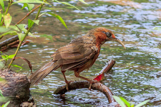 Слика од Pomatorhinus erythrogenys