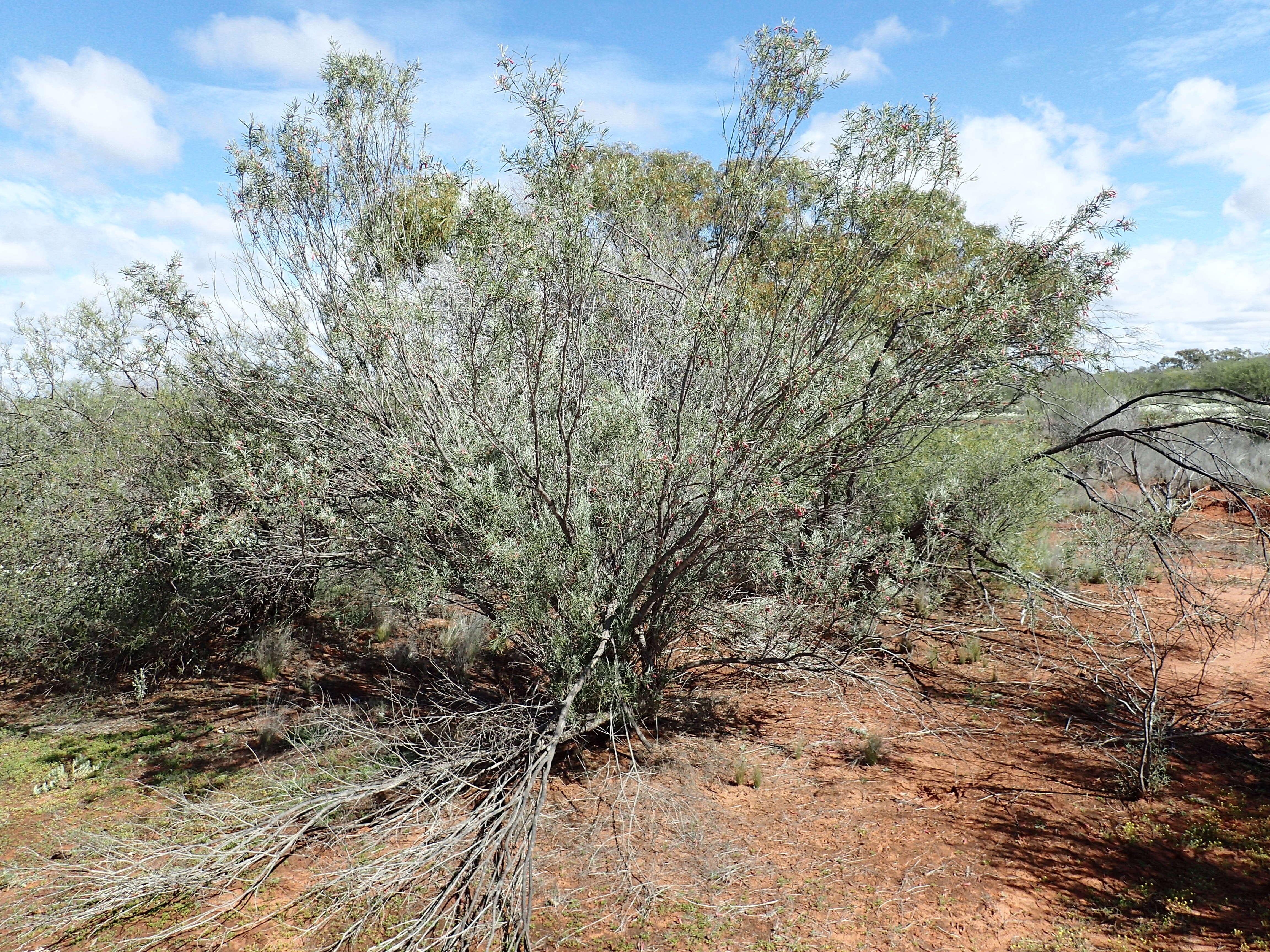 صورة Eremophila youngii F. Muell.