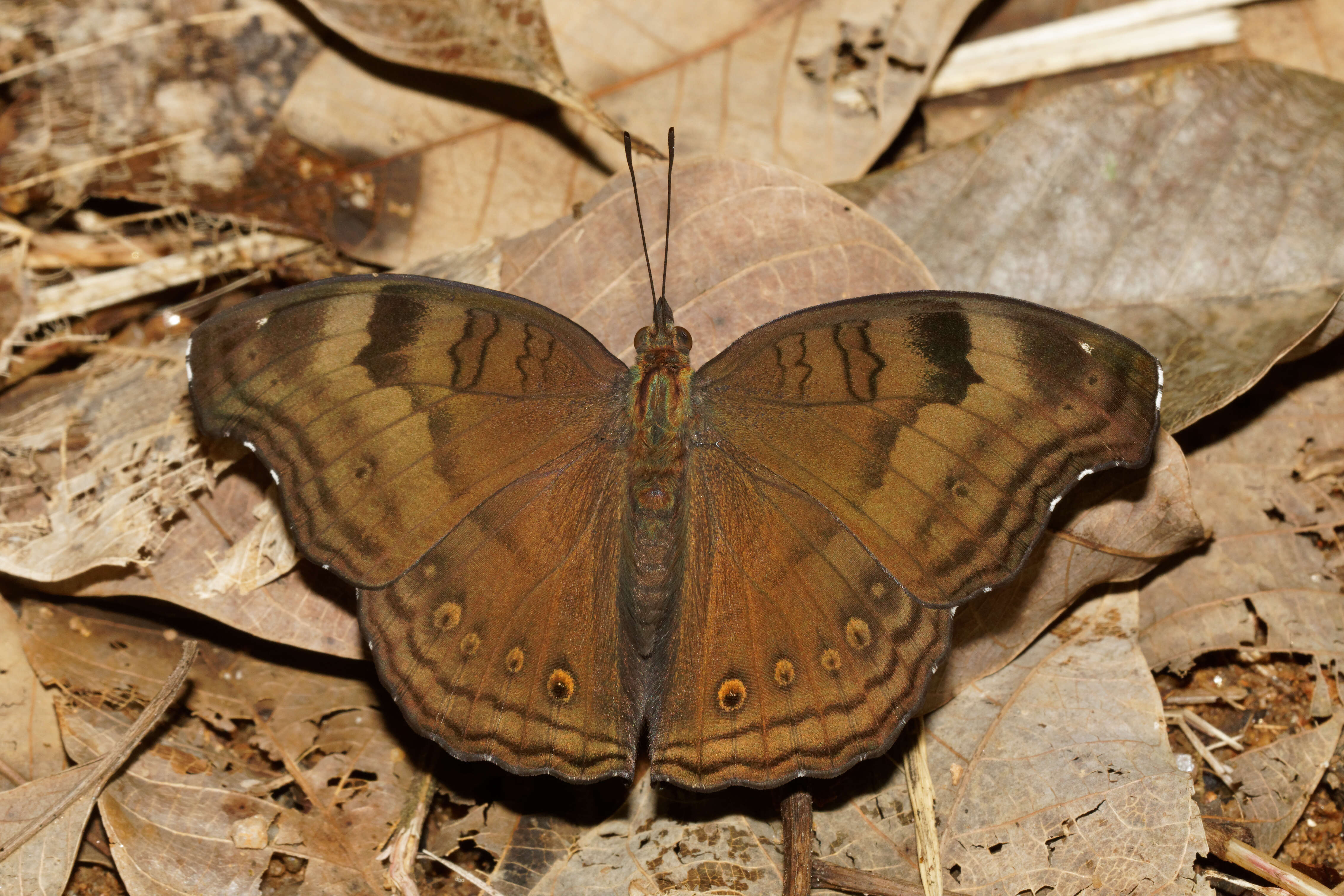 Image of chocolate pansy