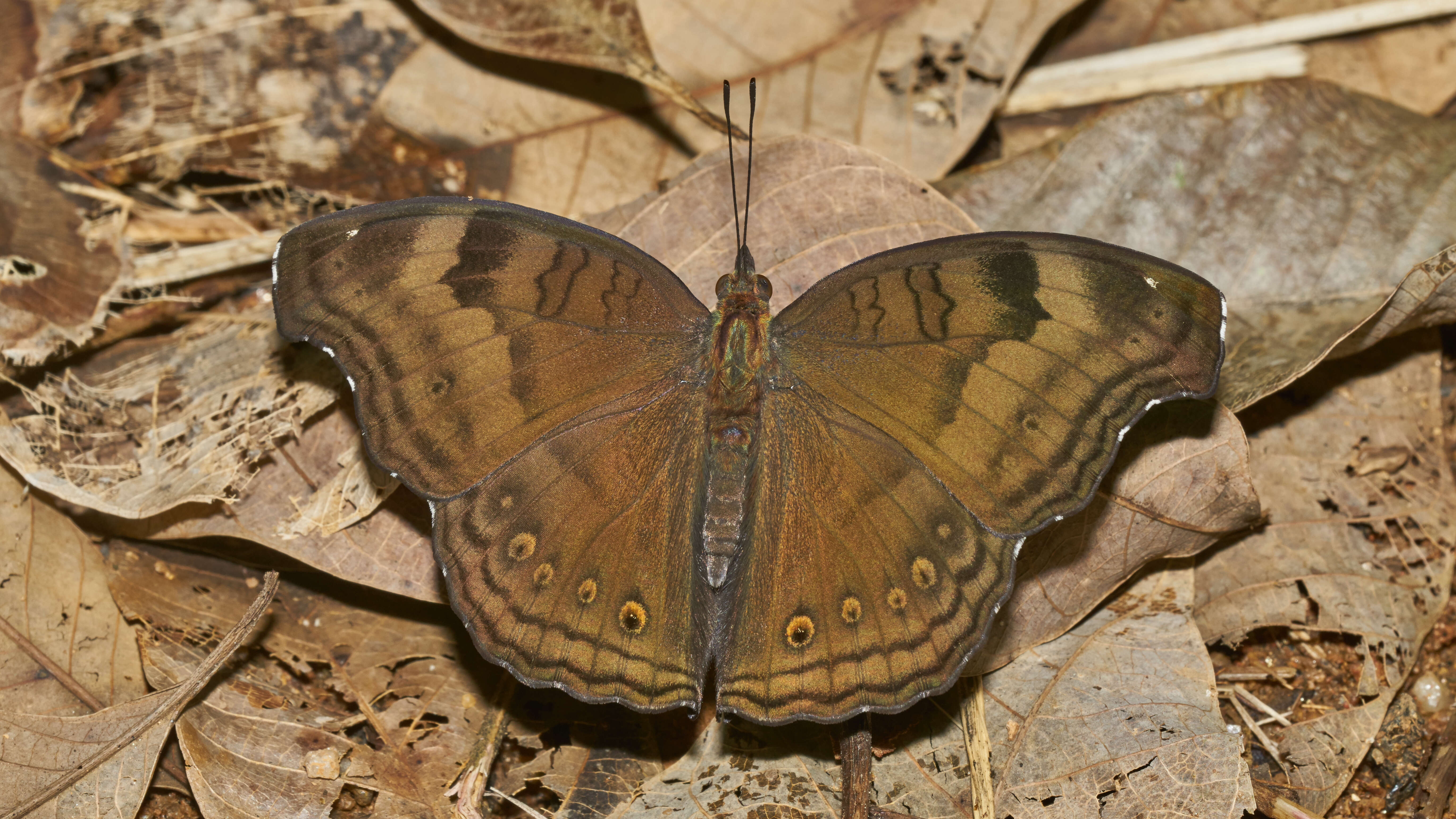 Image of chocolate pansy