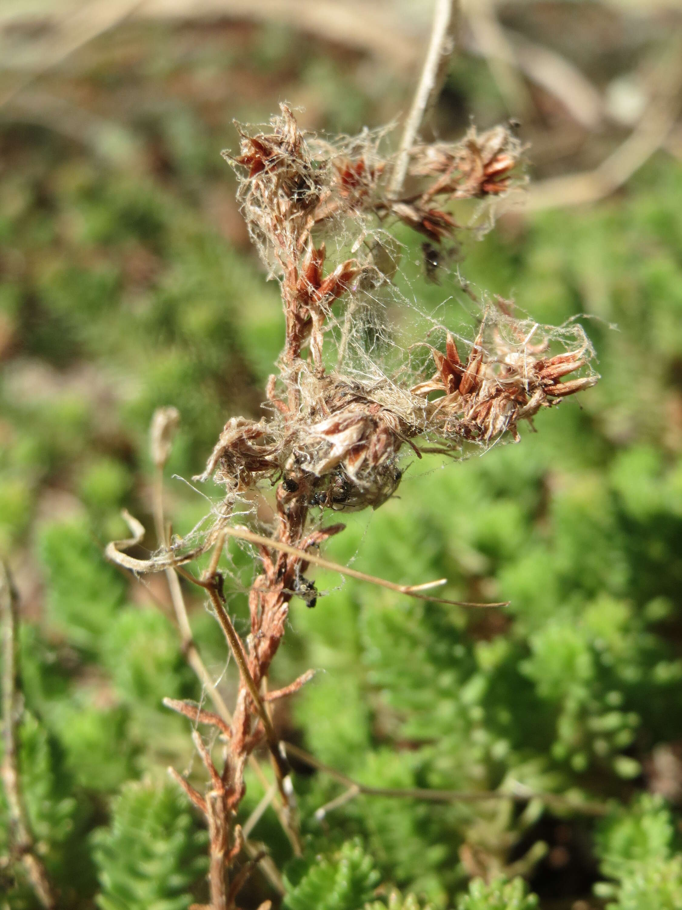 Image of Tasteless Stonecrop