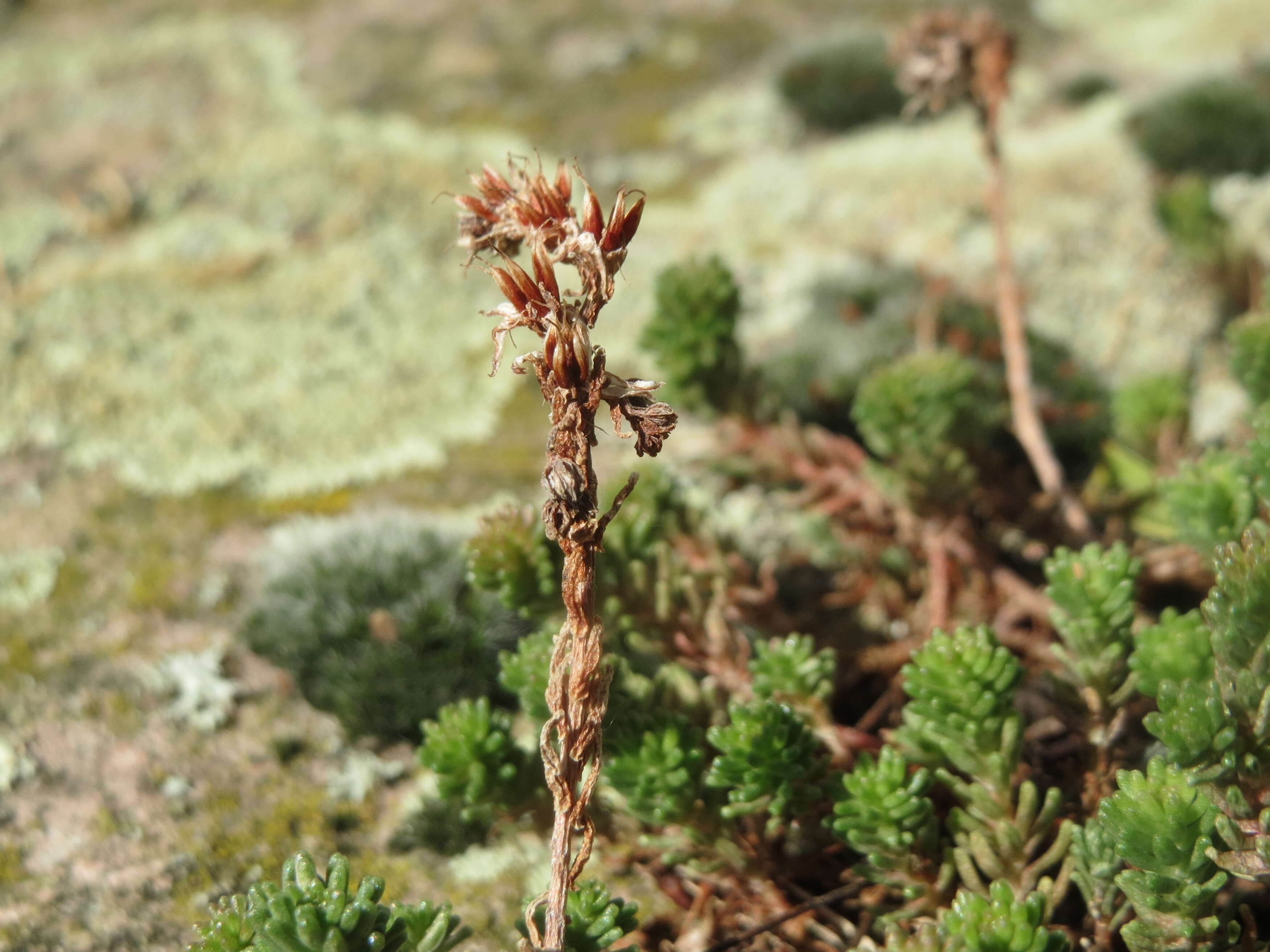 Image of Tasteless Stonecrop