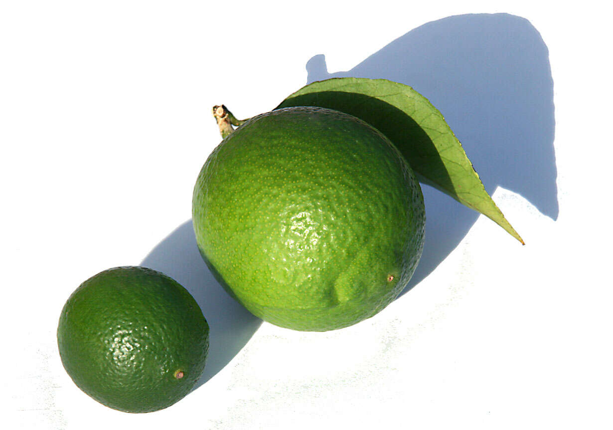 Image of Persian lime