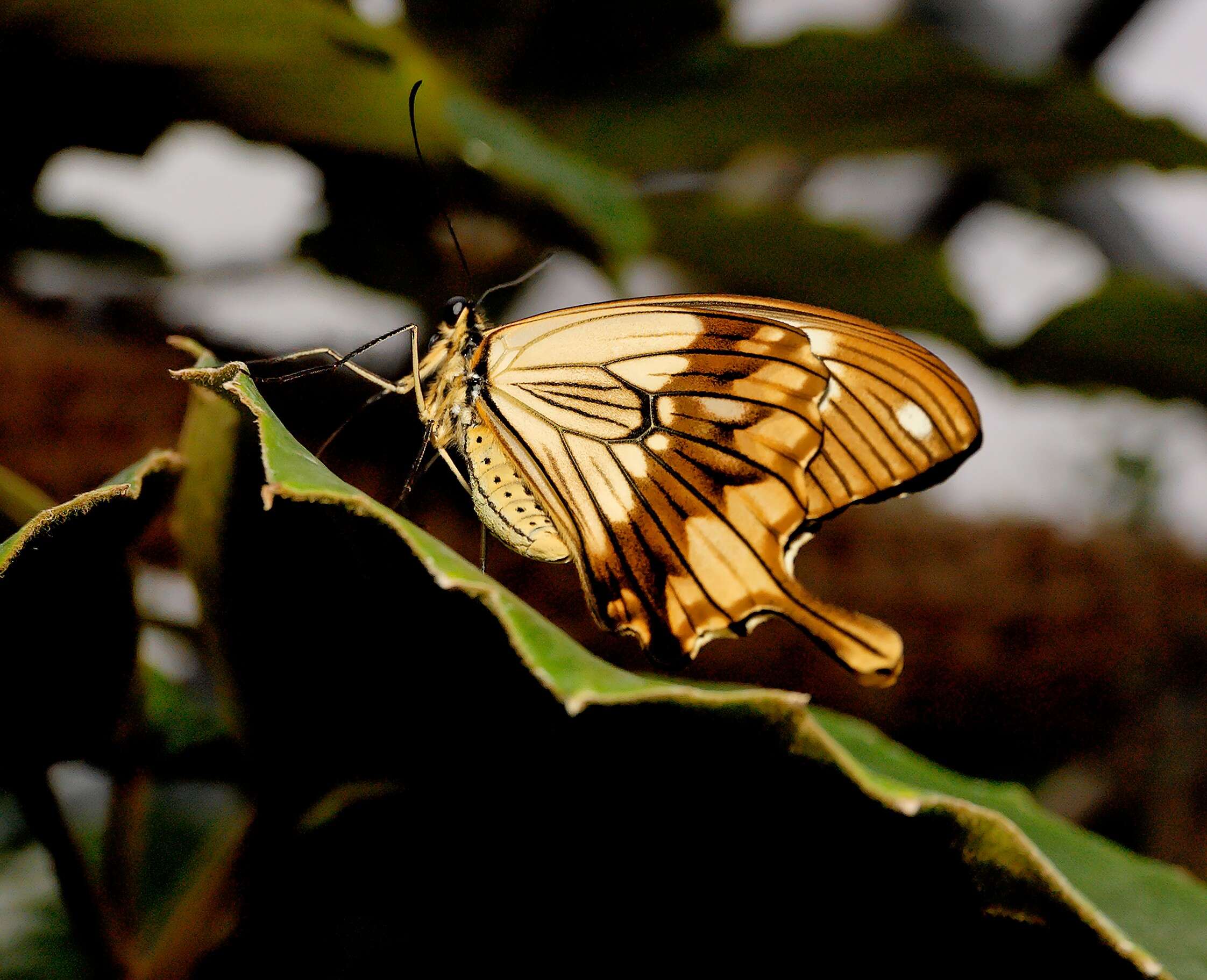 Image of African Swallowtail