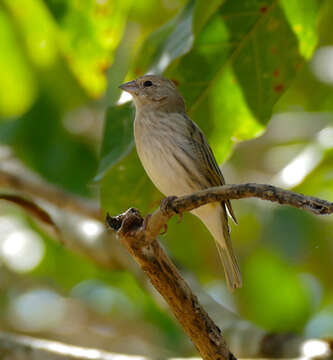 Image of Saffron Finch