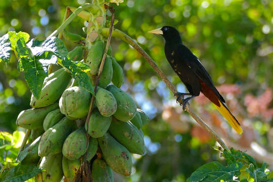 Image of Yellow-rumped Cacique