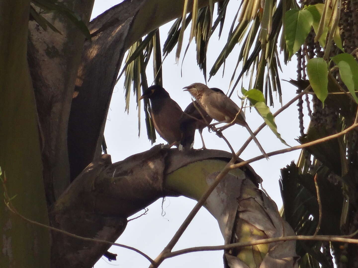 Image of Large Grey Babbler