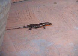 Image of Allapalli Grass Skink