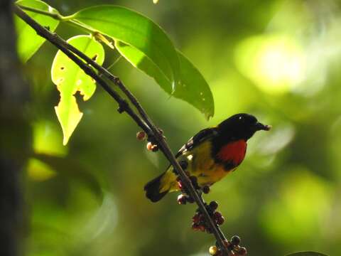 Image of Scarlet-breasted Flowerpecker