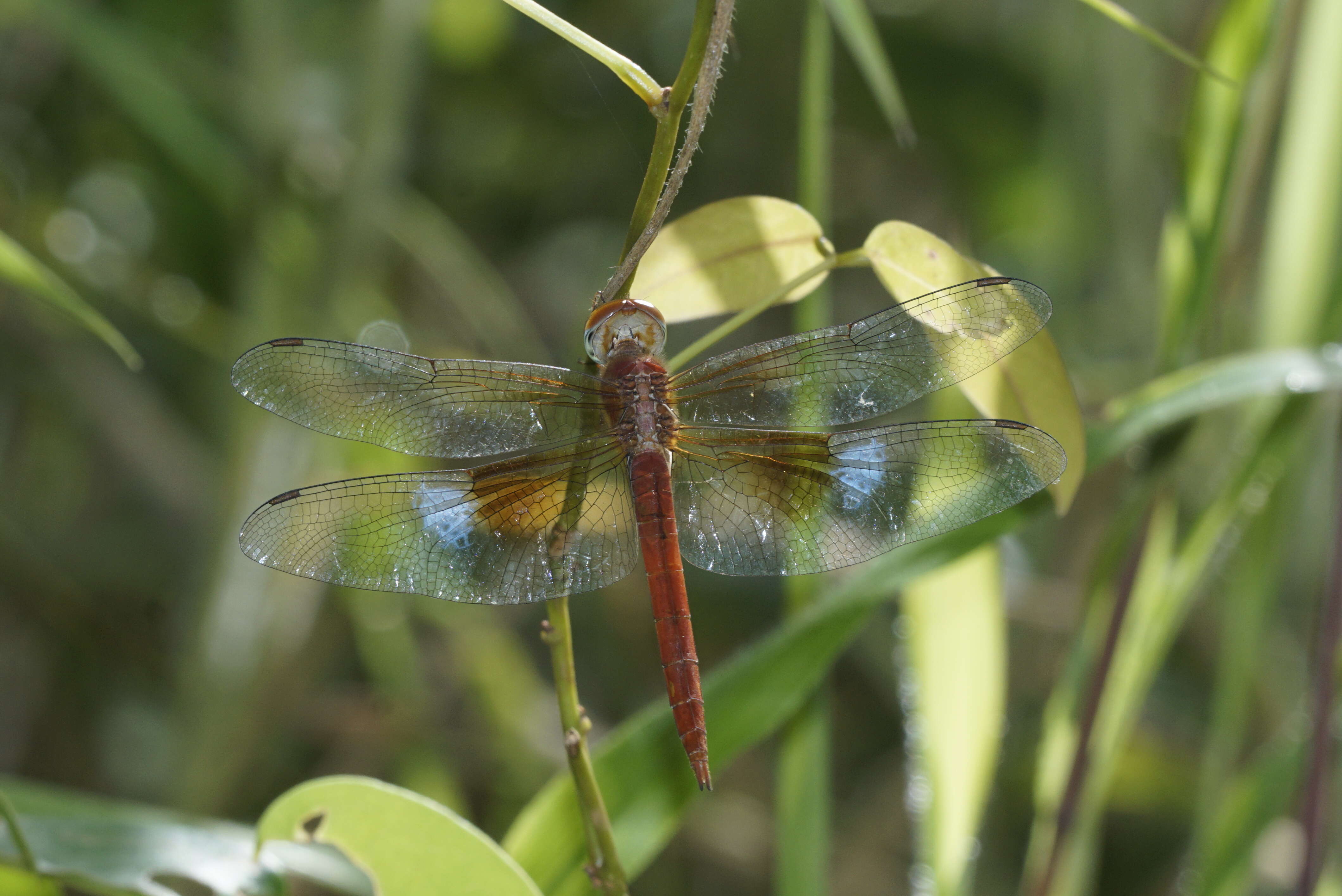 Image of Rainpool Gliders