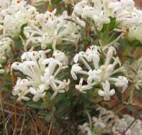 Image of Pimelea humilis R. Br.