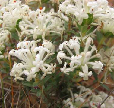 Image of Pimelea humilis R. Br.