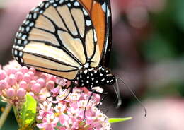 Image of swamp milkweed