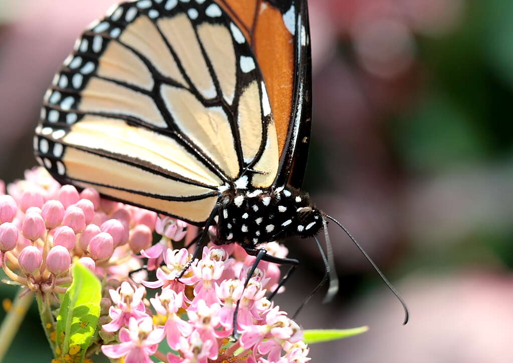 Imagem de Asclepias incarnata L.