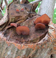 Image de Auricularia fuscosuccinea (Mont.) Henn. 1893