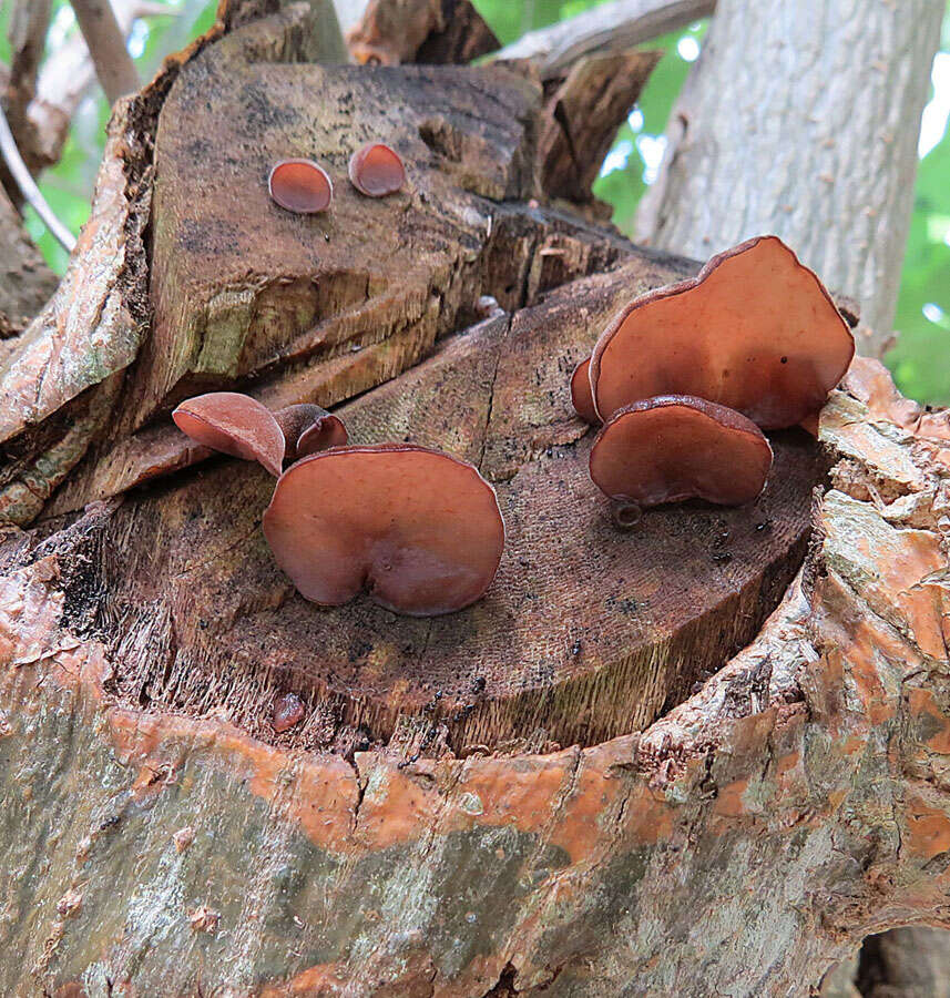 Imagem de Auricularia fuscosuccinea (Mont.) Henn. 1893