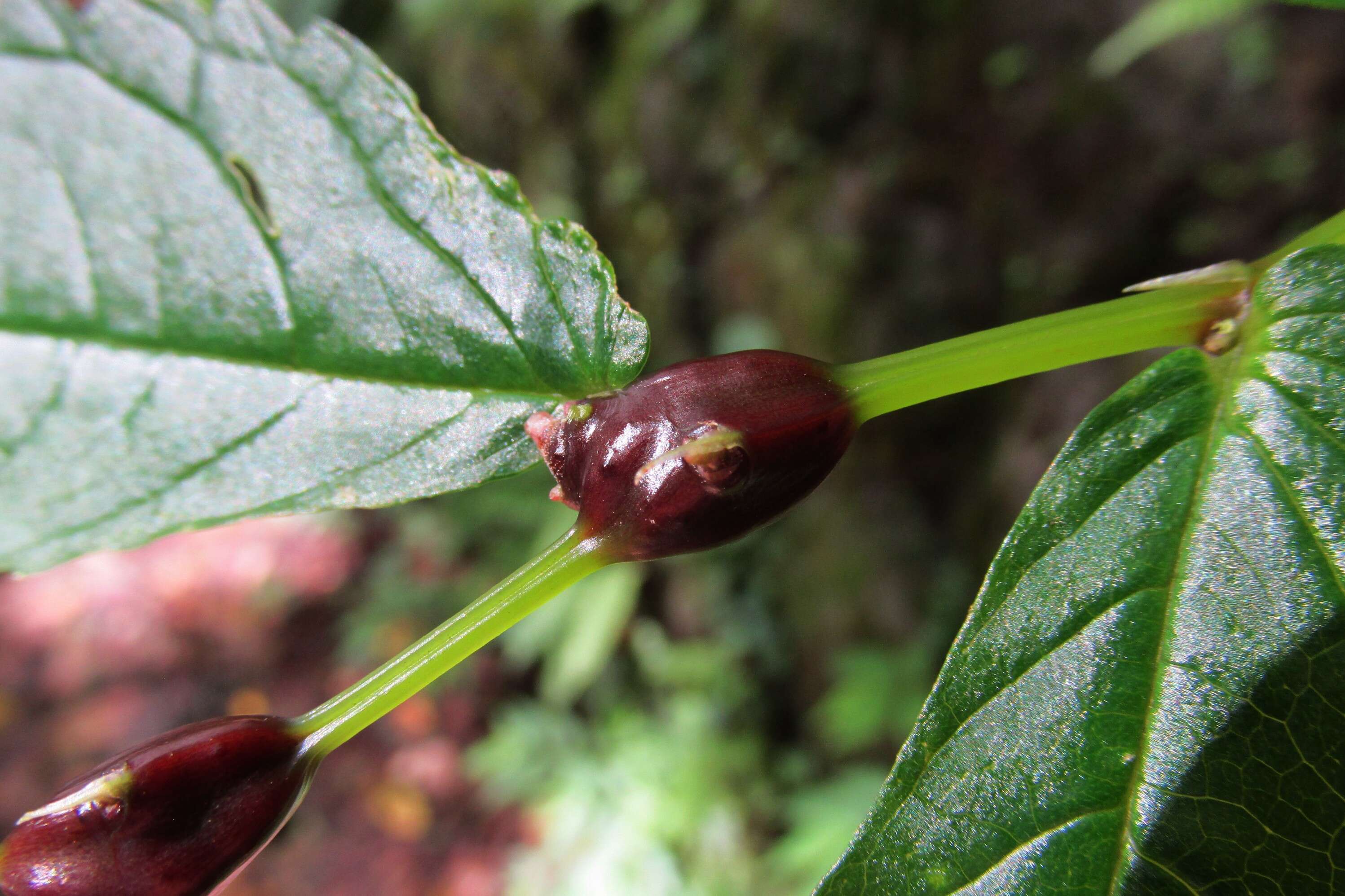 Image of Elatostema umbellatum (Sieb. & Zucc.) Bl.