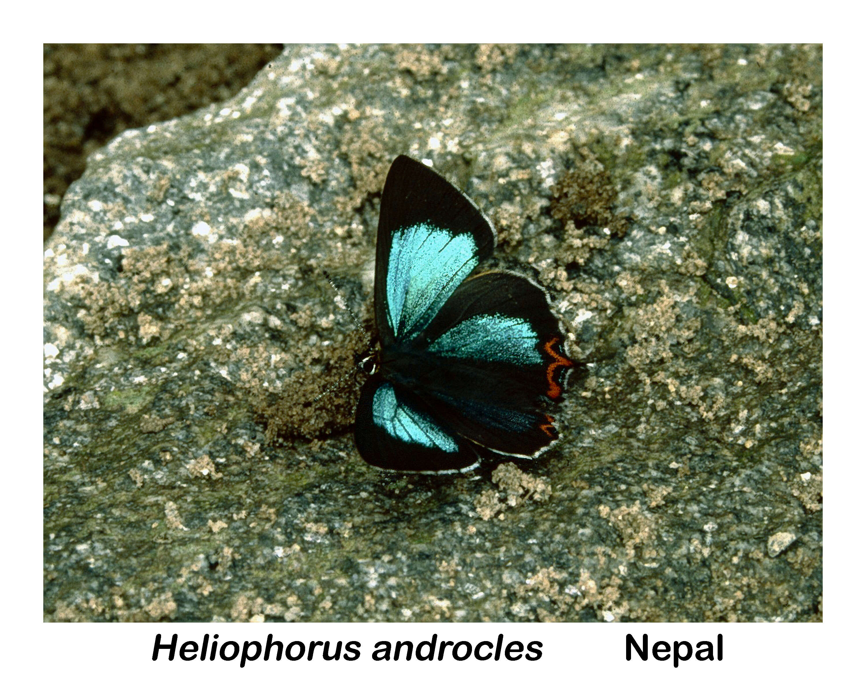 Image of Heliophorus androcles (Westwood (1852))