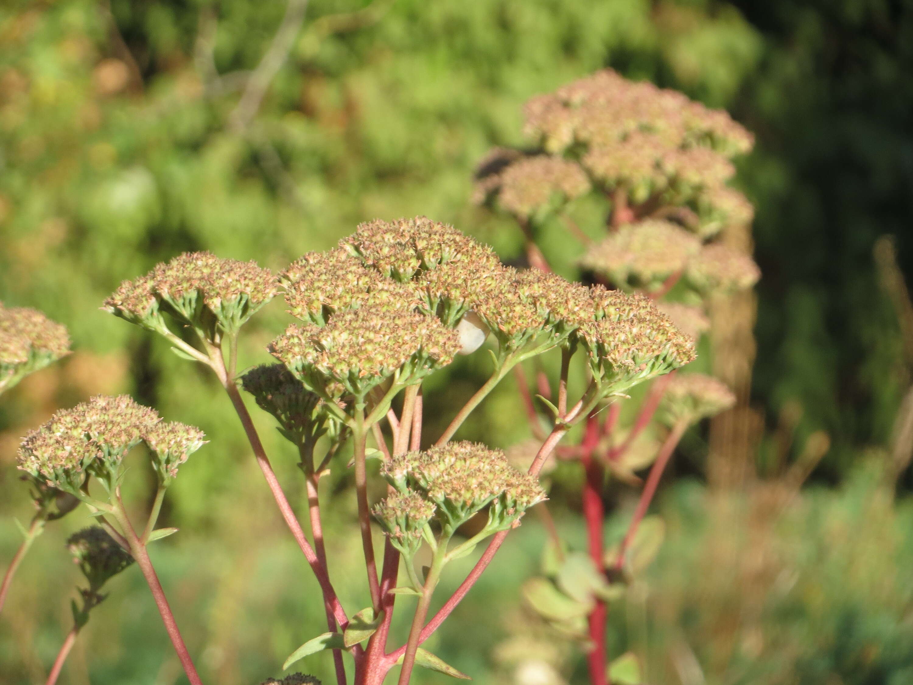 Image of Orpine