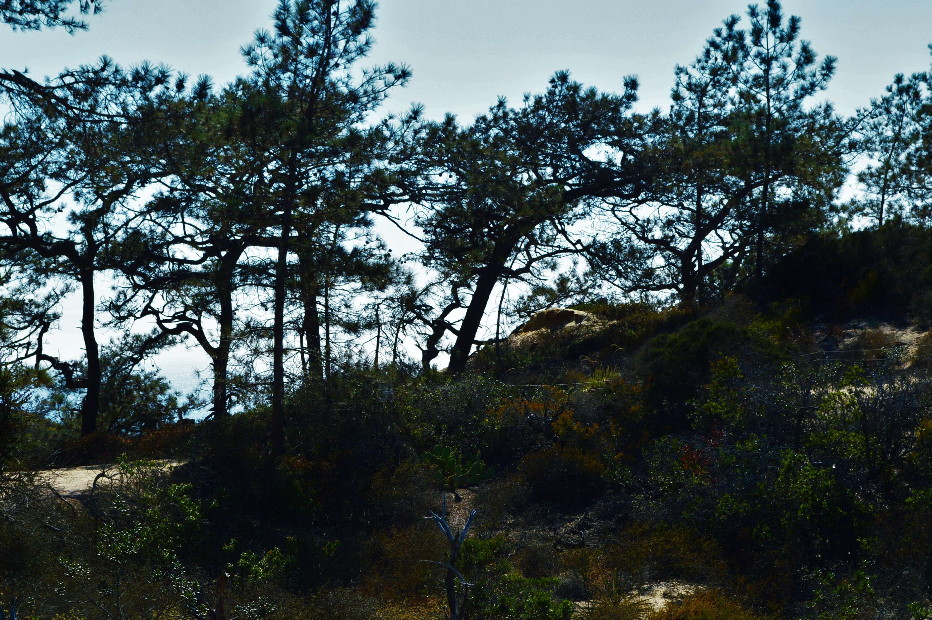 Image of Torrey pine