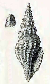 Image of Inquisitor insignita (Melvill 1923)