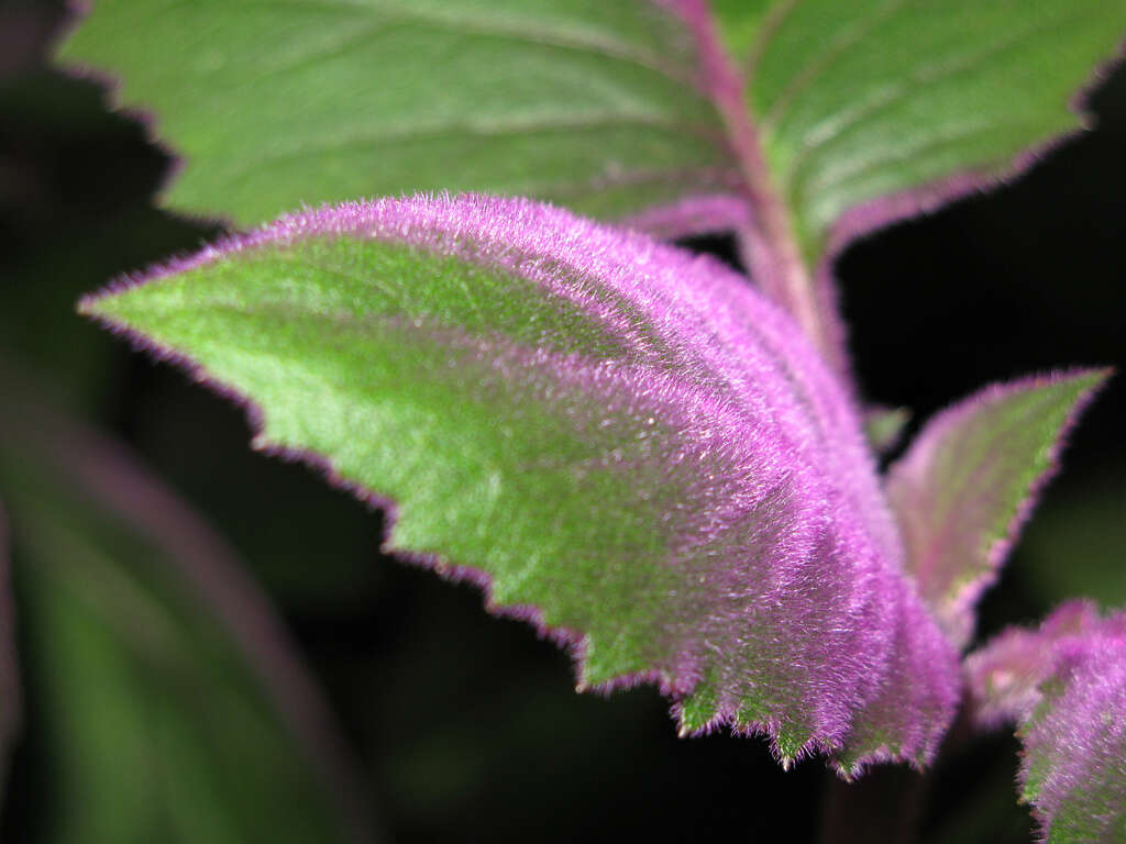 Image of velvetplant