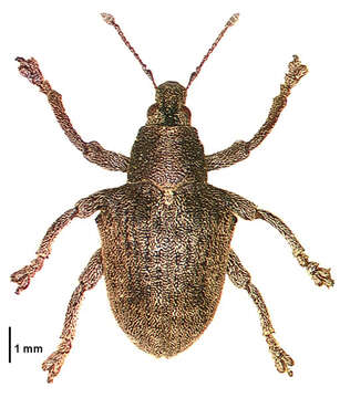 Image of Eucalyptus Snout Beetle