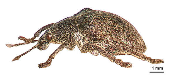 Image of Eucalyptus Snout Beetle