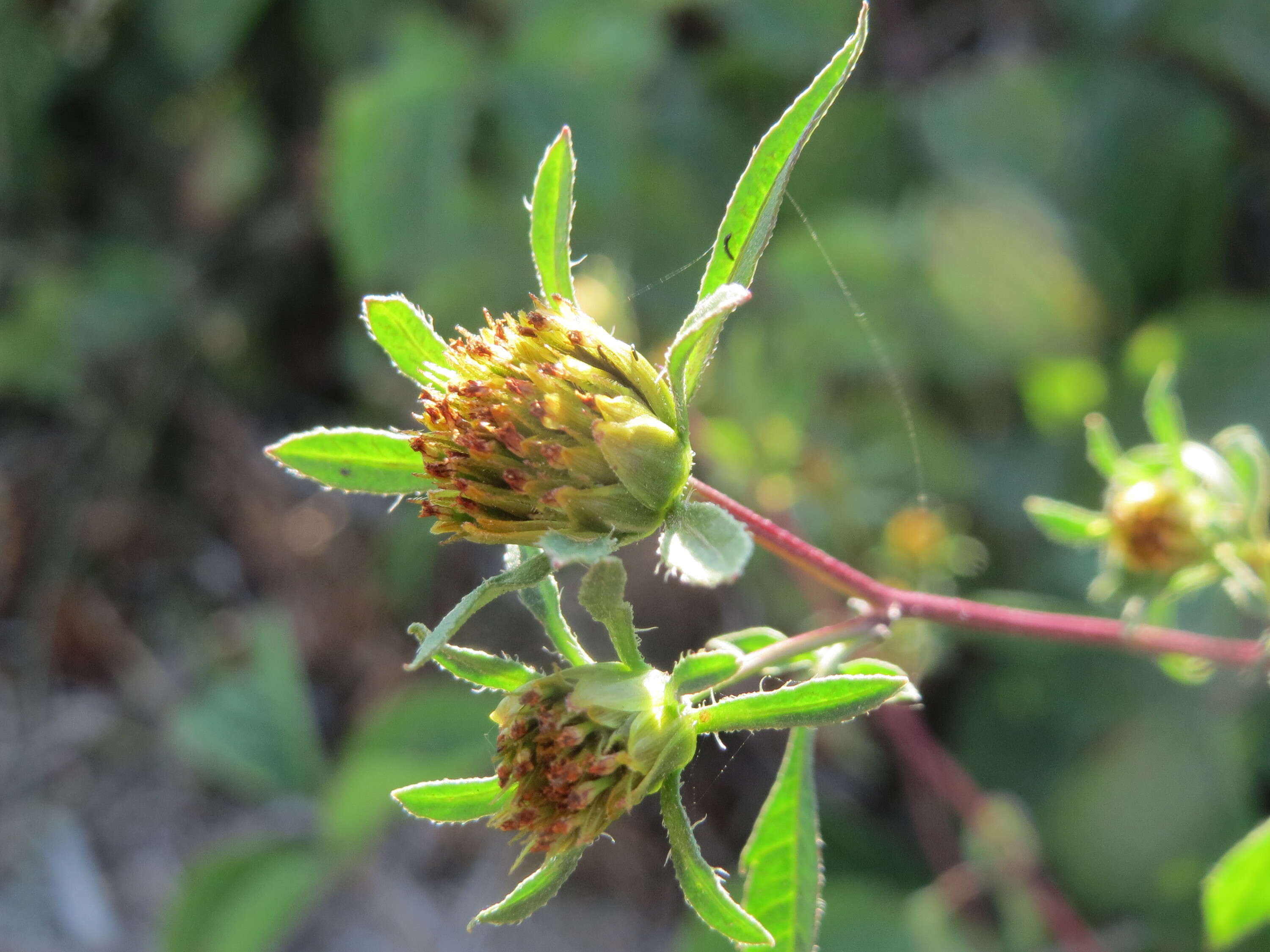 Image of devil's beggartick