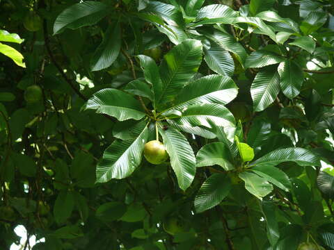 Plancia ëd Dillenia indica L.