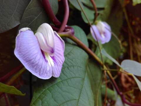 Image of spurred butterfly pea