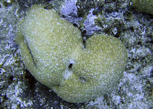 Image of Starflower coral