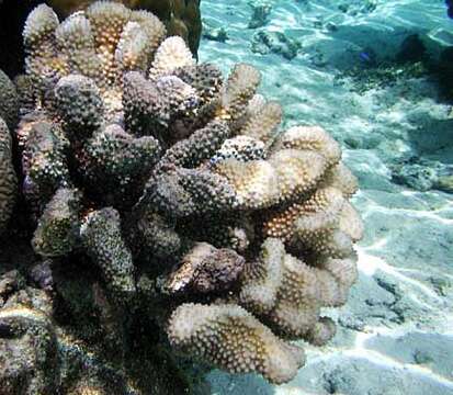 Image of Robust cactus coral